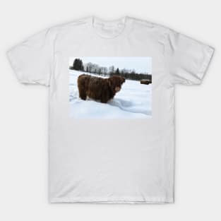 Scottish Highland Cattle Calf 1644 T-Shirt